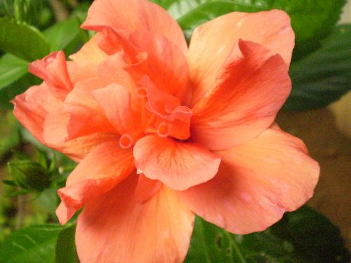 Hibiscus-DD - The rare kind of orange double decker hibiscus. A shot from my garden.