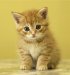 kitten - little nice kitten