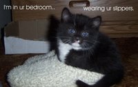 Catz - Where am I? Catz