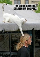 Catz - Where am I? Catz