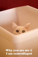 Catz - Where am I? Catz