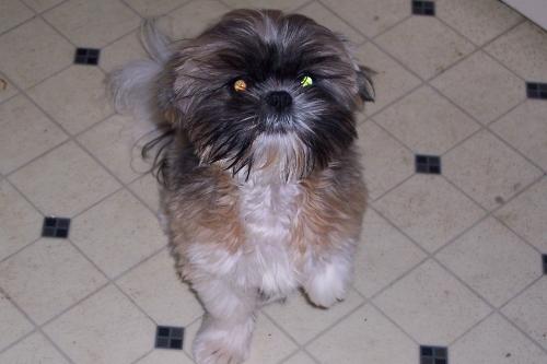 Cujo - this is my little dog cujo