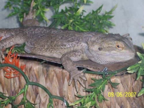 Mr.Muggles - this is my bearded dragon Mr.Muggles