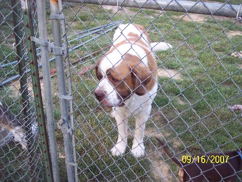 Danny my St.Bernard - this is Danny my st bernard hes about 5 years old i resued him