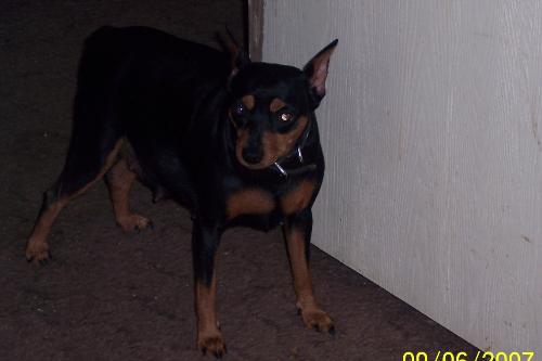 Summer Lyn - This is Summer Lyn, she is a minpin about 3 years old, she came from a friend who didn't want her and gave her to my son after his dog was stollen .. anyway. he didn't want her because hes a big dog person so i ended up with her and i still have her .. she a good little girl