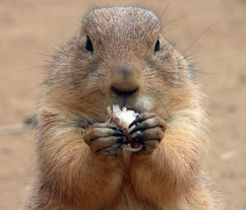 squirrel - see the squirrel looking at you!
