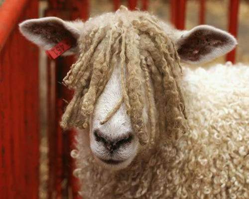 wool - lamb with the wool over its eyes