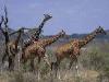Kenya - Safari