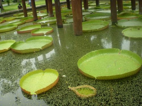 Amazing leaves. - Here is a photograph of huge floating leaves like flowers which we found in Thailand.