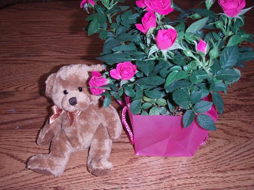 a gift from my son - a rose plant and a bear