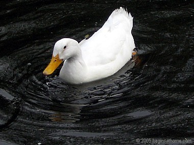 i love duck - 4ever duck my brother