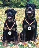 rottweiler - The Rottweiler is thought to have descended from the Italian Mastiff and was bred in Rottweil, Germany. These dogs were used as herd dogs in the middle ages. During the 1800s, the breed almost reached extinction, but passionate breeders brought its numbers up early in the 20th century. Throughout history, the Rottweiler has been used for everything from tracking and police work to schutzhund and competitive obedience.