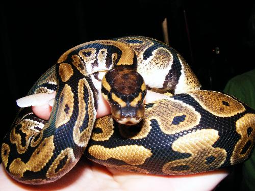 Elvis - This, is Elvis, my recently acquired juvenile ball python.