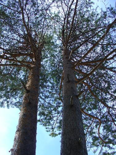 Two Friends - Took a pic of these trees in downtown Sodankylä, Finland.