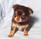 I'm researching small dogs - small puppy