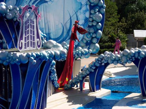 This is a picture of the sea world dolphin show - This picture was taken at Sea World in Orlando