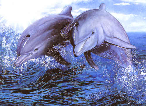 Dolphins - 2 dophins swimming together.