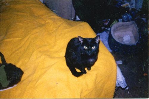 Pyewacket - Pyewacket 03/312/1991-04/25/2000
