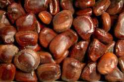 Tamarind seeds - These are seeds from the tamarind fruit tree.