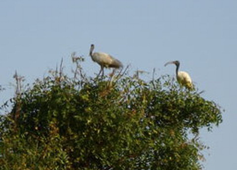 Natural habitat and Birds - THis picture shows the relationship between the birds and its natural habitat to survive and to sustain!