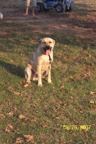 My Dog! - This is a picture of my dog!