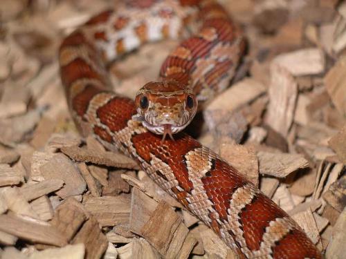 My snake! - This is Cyril, my baby corn snake!