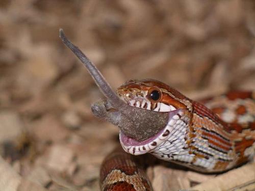 My snake eating! - Beware, not for the faint hearted! This is Cyril, my snake, eating a mouse! (I think it's fascinating to watch!)