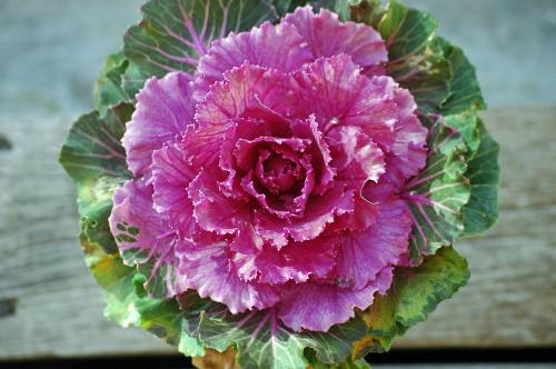 Decoration cabbage - I think this good looking plant is called decoration cabbage.
