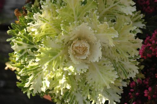 Kale - Nice looking Kale.