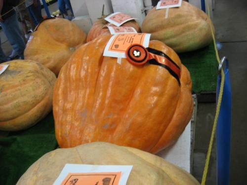 Huge Pumpkin - over 600 pounds