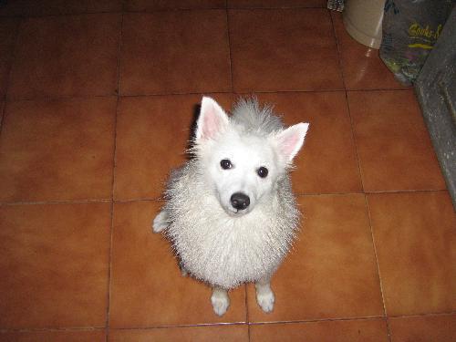 my pet - My sweet little pet looks like sazaroo