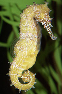 Seahorse - beautiful seahorse