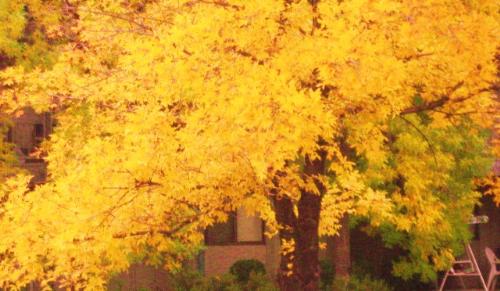 Fall picture - This is a picture of my favorite tree outside.