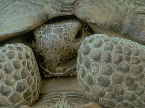 Turtle - Good one..