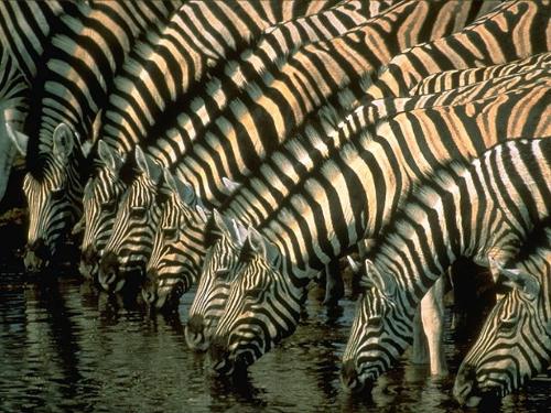 Zeeeeebras - Another Good one