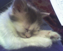 cats - Cats are good friends to human beings. Thats why most people prefer them for pets. They are very clean and beautiful.