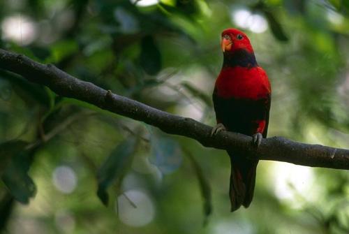 Red bird - Red is my fav colour..
