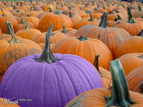 Purple Pumpkin - I found this purple pumpkin picture on the interet. It is hear just to show how odd a purple pumpkin looks. I recently bought pumkin leaf bags without looking closely enough, I got them home to discover some of them are purple. Wierd.