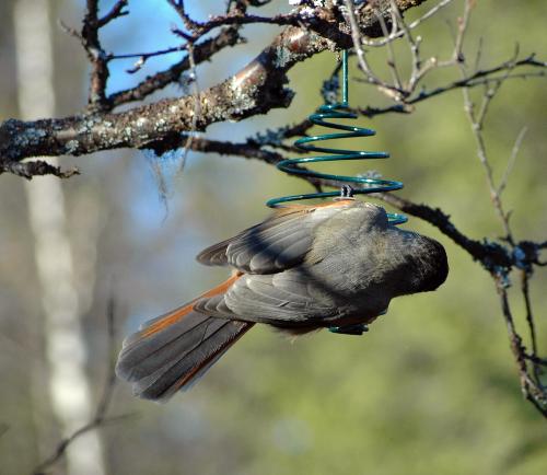 Siberian Jay2 - The therd photo ot this amazing bird.