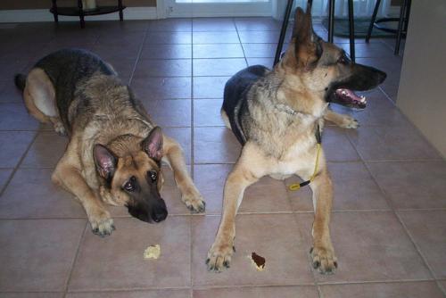 Dogs waiting for breakfast - Here are the two boys witing for their pancake breakfast.