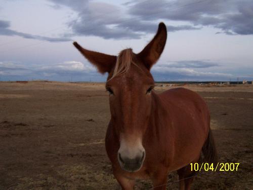 Mule that I feel in love with. - Mule that my sister and I got to meet on our trip from from Washington to Idaho