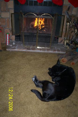 Dog - This is Baylor. Baylor is our Akita Chow Great Dane Mix Breed baby. We have had Baylor for 2 years now, and got him when he was barley old enough to be away from his mother.