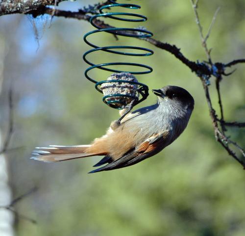 Siberian jay5 - He was posing so nice for me.