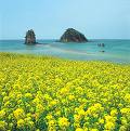 koroa flower - nature in korea