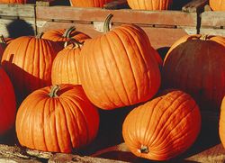 Pumpkins - Many people devote a great deal of time to growing the largest possible pumpkins.