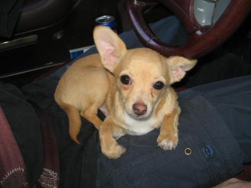 chihuahua - Now thats cute