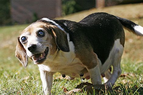 Mabel--one of the dogs rescued from puppy mill - image of Mabel, a beagle rescued