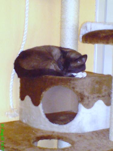 Bamsemis - My most beautyful cat