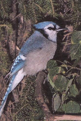 Blue Jay - Beautiful bird