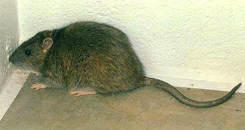 Warf Rat - This is a rat like the one I encountered, only this rat looks clean and almost cute, the one in my kitchen was NOT cute.
